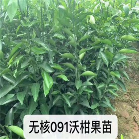 果苗批發 無核沃柑苗 091無核沃柑苗 廠家直銷