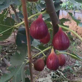 果樹苗 品種齊全無花果苗基地直銷