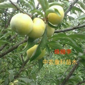 蜂糖李子苗李子苗 蜂糖李苗批發商 早熟蜂糖李蜂糖李苗基地