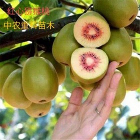 四川優(yōu)質紅心獼猴桃苗 品質高，易存貨，結果率高