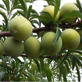 蜂糖李子苗   購(gòu)苗蜂糖李子苗報(bào)價(jià)、1公分蜂糖李子苗產(chǎn)地