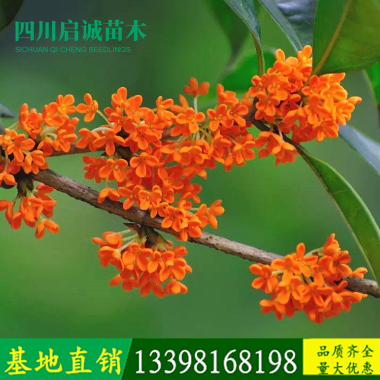 桂花4