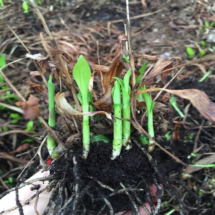 白芨苗批發基地 紫花三叉白芨種子種苗 大量供應