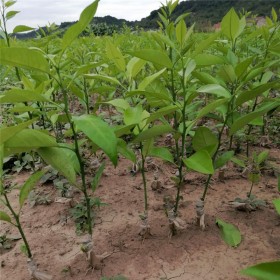 優質果苗 091無核沃柑苗 柑橘苗圃基地直發