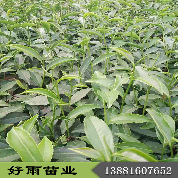 四川梅占茶苗 茶苗批發(fā)價(jià)格合理