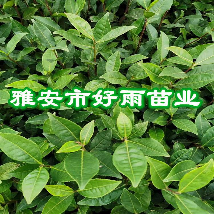 雅安市名山區(qū)好雨苗木種植農(nóng)民專業(yè)合作社