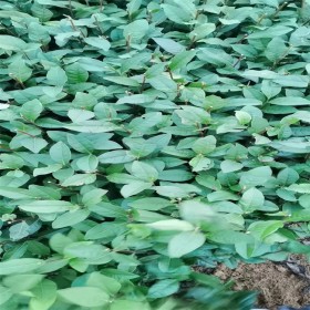 福鼎白茶苗     茶樹茶葉苗一年生冬插苗良種繁育基地    根系發(fā)達(dá)