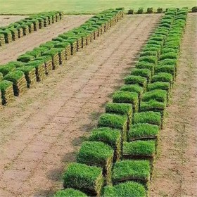 四川草種 牧草 草籽 高羊茅 綠化工程道路 高羊茅草籽價格