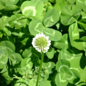 白三葉基地種植價格 多年生白三葉種子 白三葉草坪產地直銷