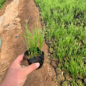 紫葉狼尾草小苗批發 苗圃直銷紫葉狼尾草  狗尾草種子