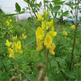 【產地直銷】豬屎豆種子 豬屎豆種子批發 基地批發各種花卉種子