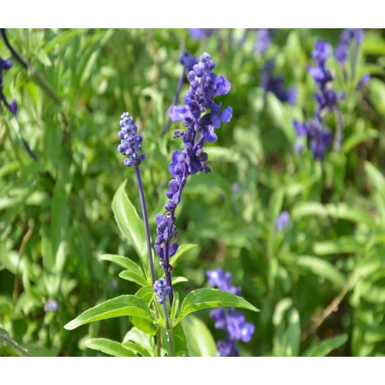 批發花卉海組合藍粉色鼠尾草