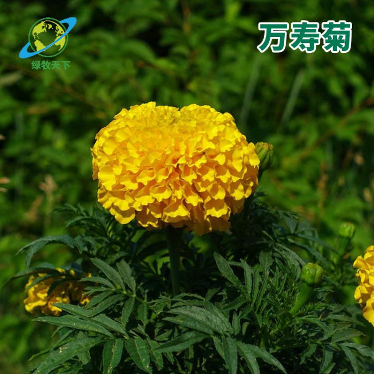 萬壽菊流星品種種子 栽培觀賞種子 一年生草本植物萬壽菊流星種子