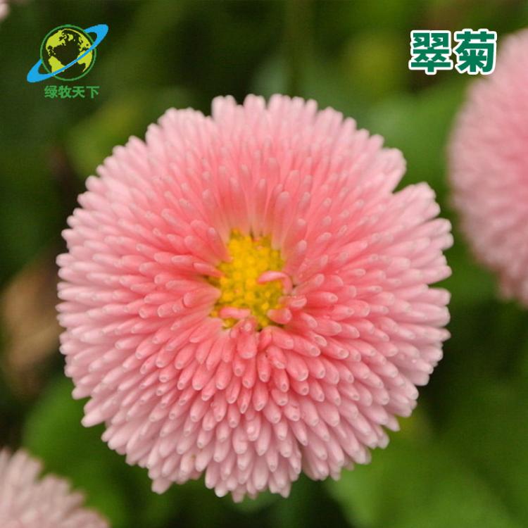 品質款翠菊花種家庭園藝翠菊種子顏色繁多觀賞效果佳花卉種子