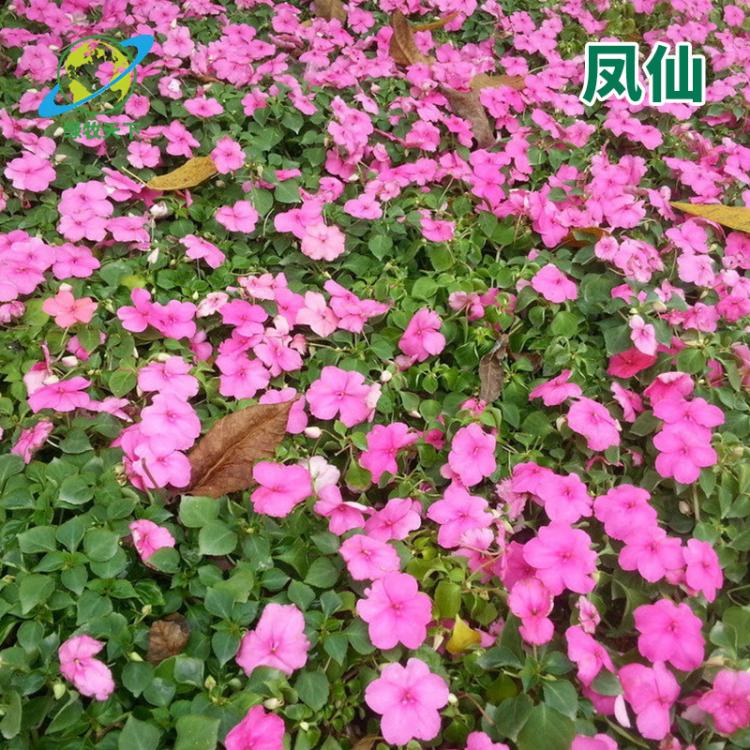 批發茶花鳳仙觀賞植物易種植 茶花種子批發 種子價格