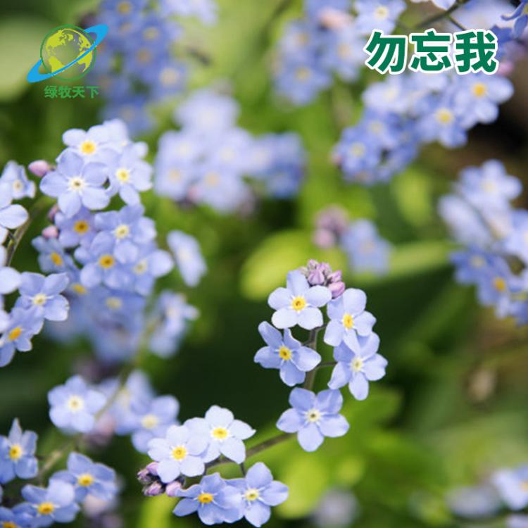 花卉種子批發家庭園藝觀花系列花卉種子 勿忘我花種子供應