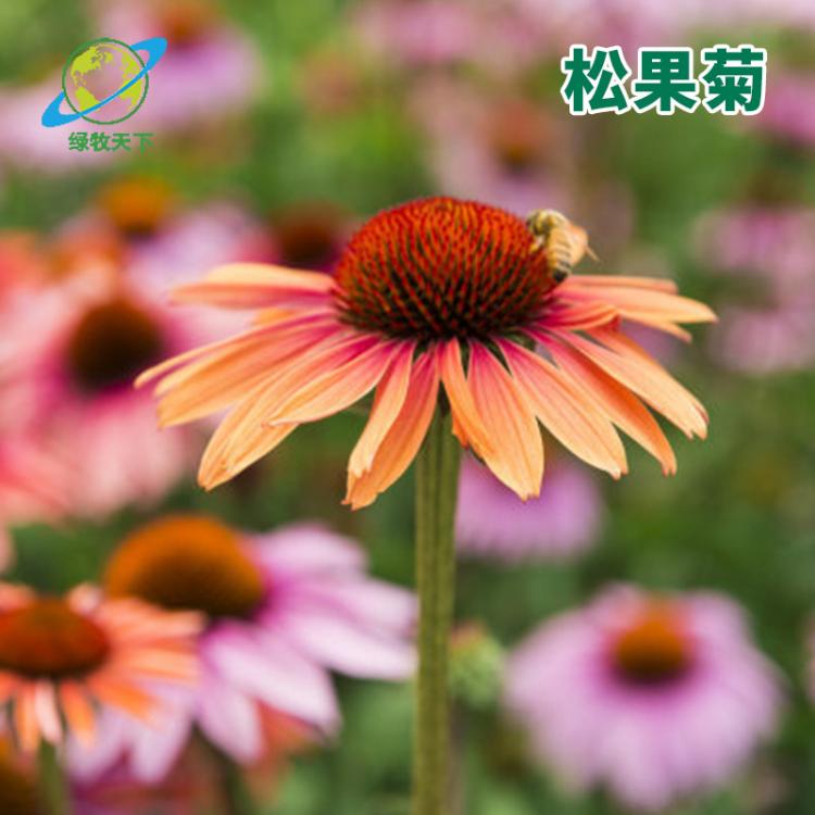 多年生草原松果菊種子觀花花海 園藝花卉易種植紫松果菊