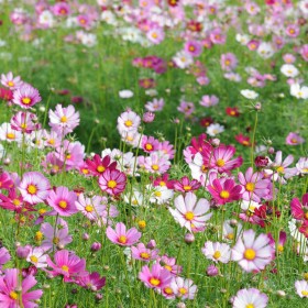 廠家供應四季花草 花海景觀波斯菊 家庭園藝多季花卉批發