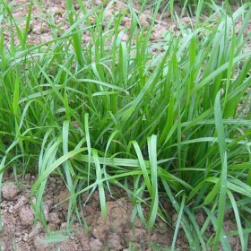 批發牧草坪皮護坡工程道路綠化漁魚草養殖一年多年生黑麥草種子