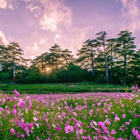 批發草花種子 菊花種子 野花組合 波斯菊中桿 易播速生工程綠化