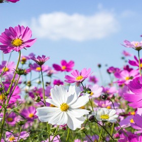 四川波斯菊種子 波斯菊種子 花卉種子 波斯菊 草籽