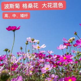 四川波斯菊種子 波斯菊種子 花卉種子 格桑花 草籽