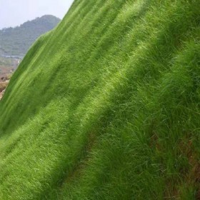 四川草種 高羊茅牧草 草籽 高羊茅 道路綠化 高羊茅草籽批發