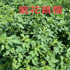 四川 草籽 批發現貨牧草種子 紫花苜蓿種子 綠化種子批發