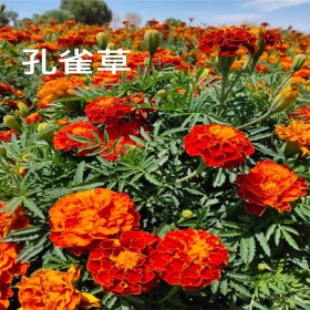 花卉 孔雀草 孔雀草種子基地批發 孔雀草 草籽出售