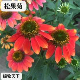 多年生草原花卉 松果菊 百日草 向日葵 花卉種子批發