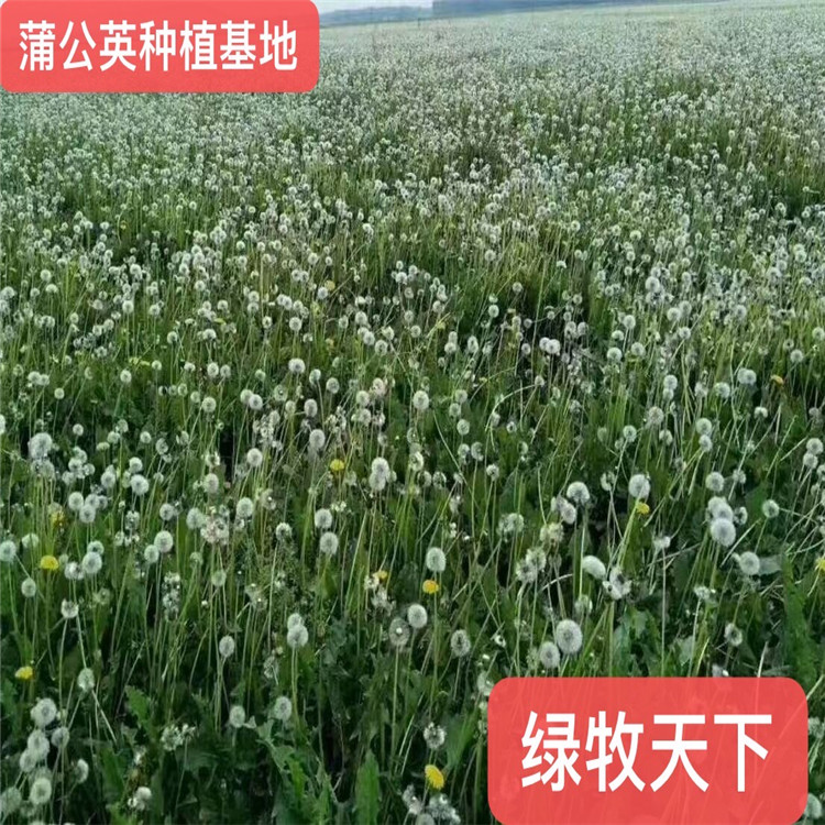 成都蒲公英價格 蒲公英種子 批發蒲公英