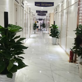 辦公室植物租擺花卉盆栽出租養護 商場綠植租賃