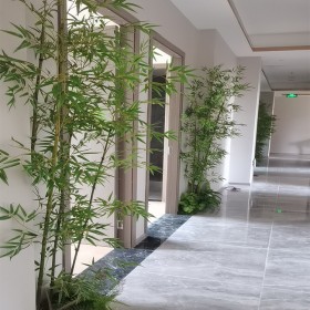 綠化養護 植物租賃 綠植租賃 凈化空氣 辦公室大廳植物