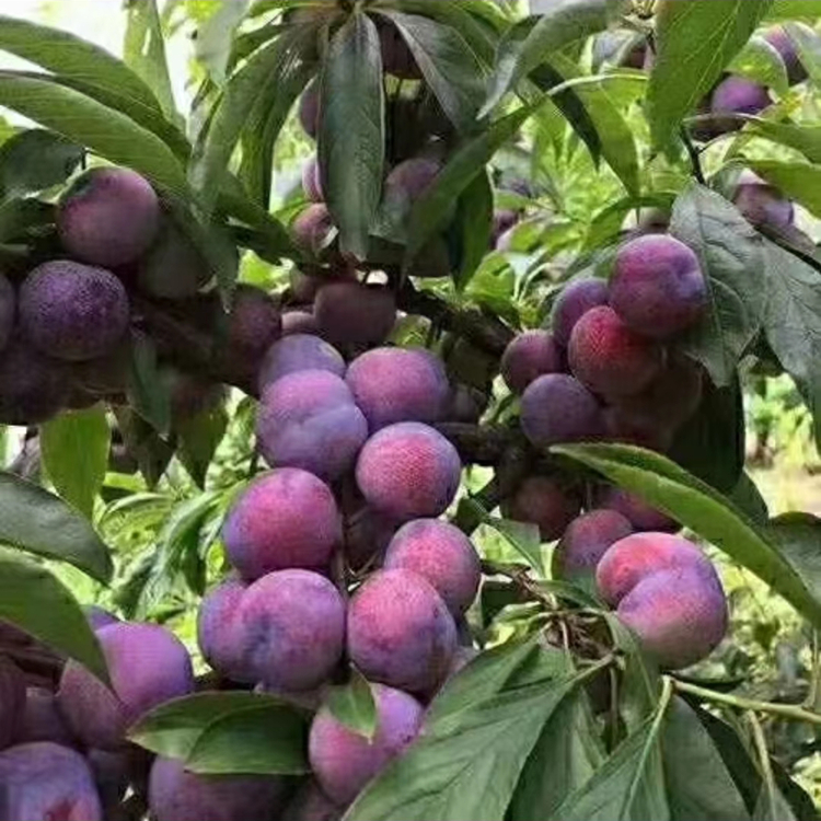 盛照脆紅李苗 苗圃直發容易栽活 李子苗基地現挖現發