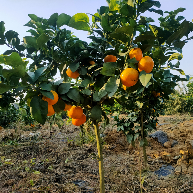 盛照愛媛紅美人柑橘苗基地直發 掛果率高 提供建園指導