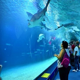 四川水族館18cm亞克力厚板觀賞魚缸 水族館魚缸定制