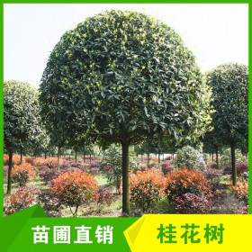 成都高分枝桂花樹批發12-13cm桂花樹 庭院移栽 庭蔭