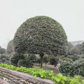 單桿桂花 價格優惠 基地批發桂花樹