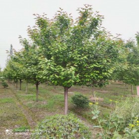 櫻花廠家直銷 風景綠化樹櫻花樹 價格優惠 子卉苗圃場