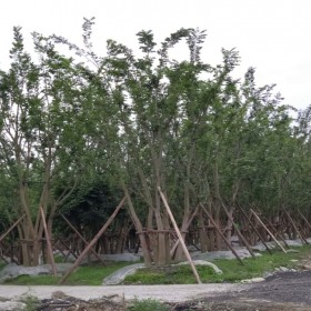 四川樸樹種植 基地直銷 叢生樸樹批發 樸樹苗木