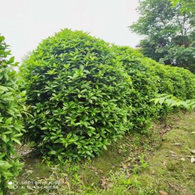 叢生桂花 基地批發  規格齊全 造型好 土球好 成活率