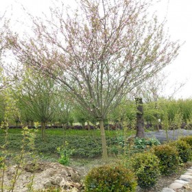 西府海棠 基地批發 西府海棠苗 庭院觀花植物 園林別墅綠植 規格齊全