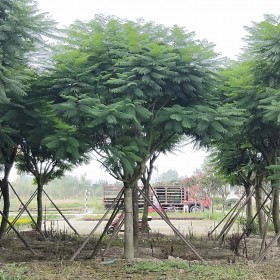 藍花楹基地直銷 四川高桿藍花楹 行道樹藍花楹供應