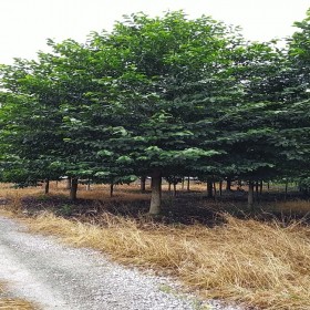 悅祥園林基地直銷綠化精品樂昌含笑  各種規格批發價格