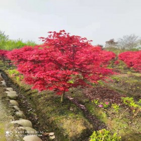 叢生多桿美國紅楓 基地現挖 園林景觀紅楓樹 多桿紅楓價格