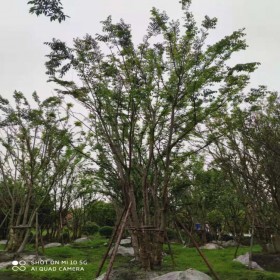 樸樹綠化工程多規格公園小區行道樹叢生樸樹 苗圃成活率高