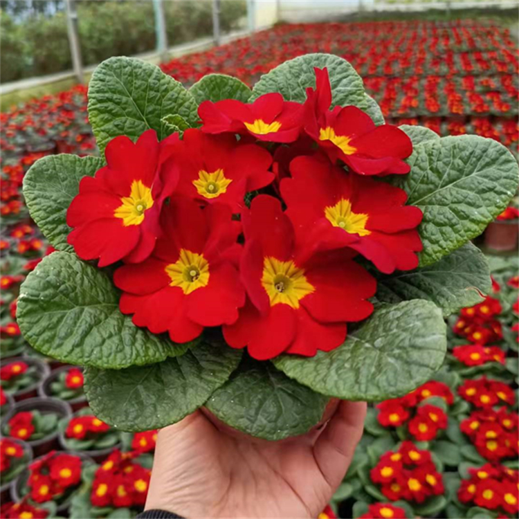 報春花 盆栽花卉 四季報雙色盆苗 紅色黃色紫色報春苗圃直發