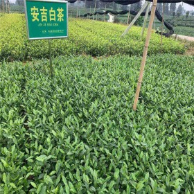 安吉白茶苗 川農黃芽 早茶苗