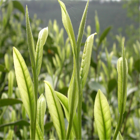 安吉白茶廠家 原產(chǎn)地茶葉批發(fā)價格安吉白茶的作用