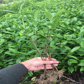 名選131茶苗 茶樹苗木 綠茶茶葉 春茶茶苗 農業茶苗優質